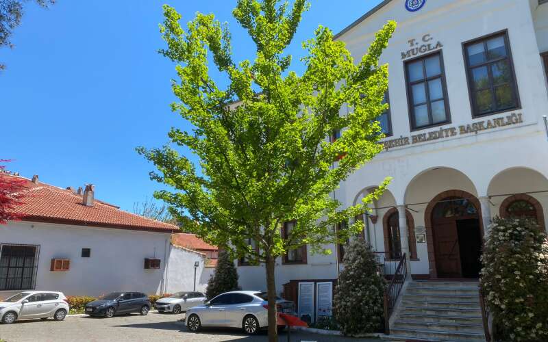 Muğla’nın Kalbinde 270 Milyon Yıllık Güç: Mabet Ağacı