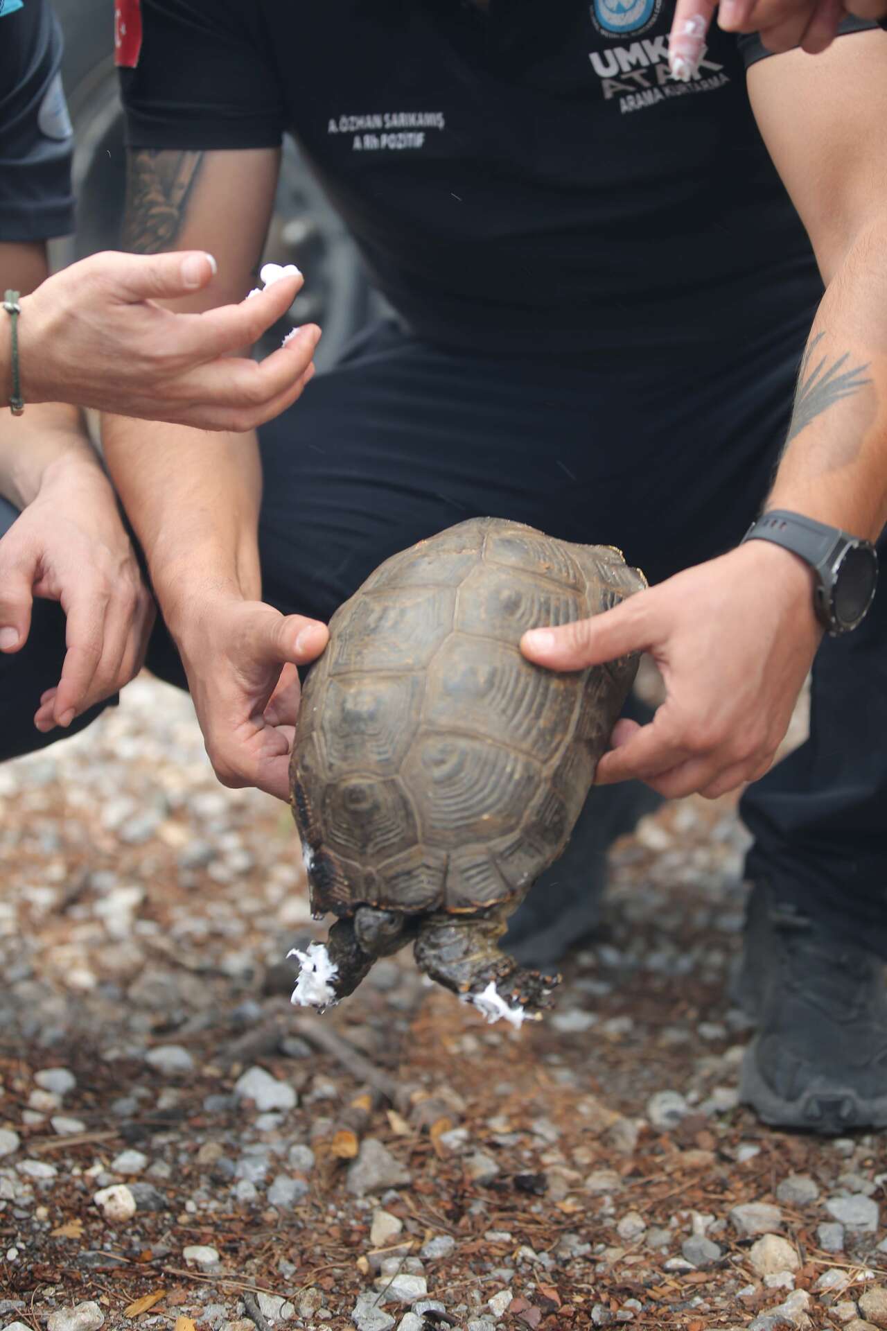 aa-20250919-39161098-39161096-koycegizde-orman-yanginindan-etkilenen-kaplumbagayi-umke-ekibi-kurtardi