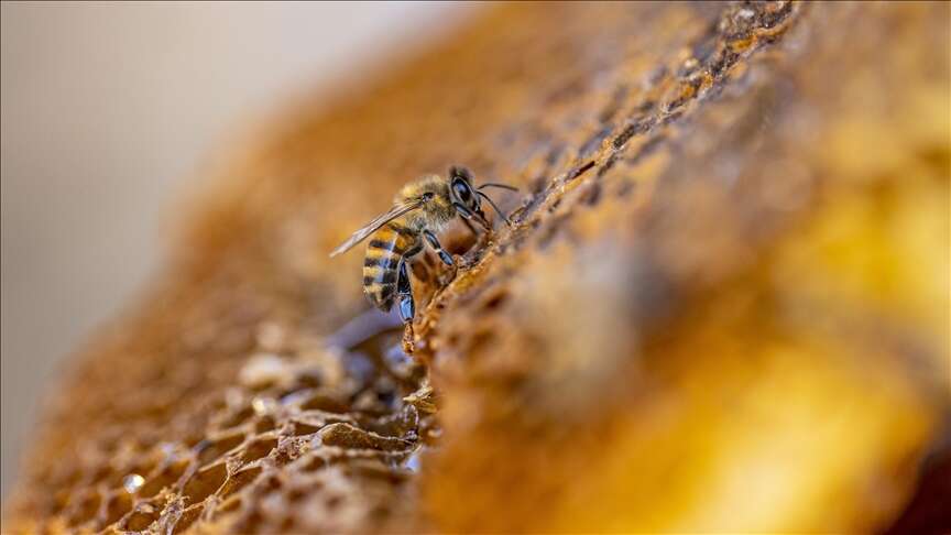 thumbs-b-c-8f4b069abc69382ca7d48f88cb5c0a7a