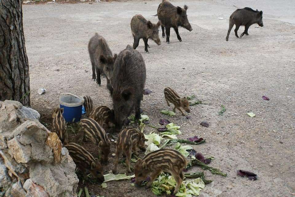 whatsapp-image-2025-10-07-at-16-52-05-1