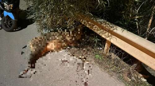 whatsapp-image-2025-10-13-at-11-08-22-2