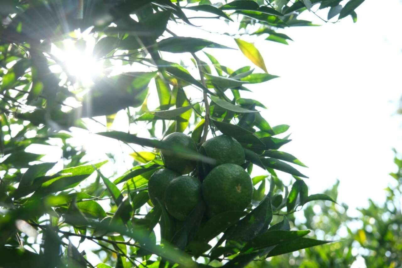 whatsapp-image-2025-10-27-at-13-50-56-3