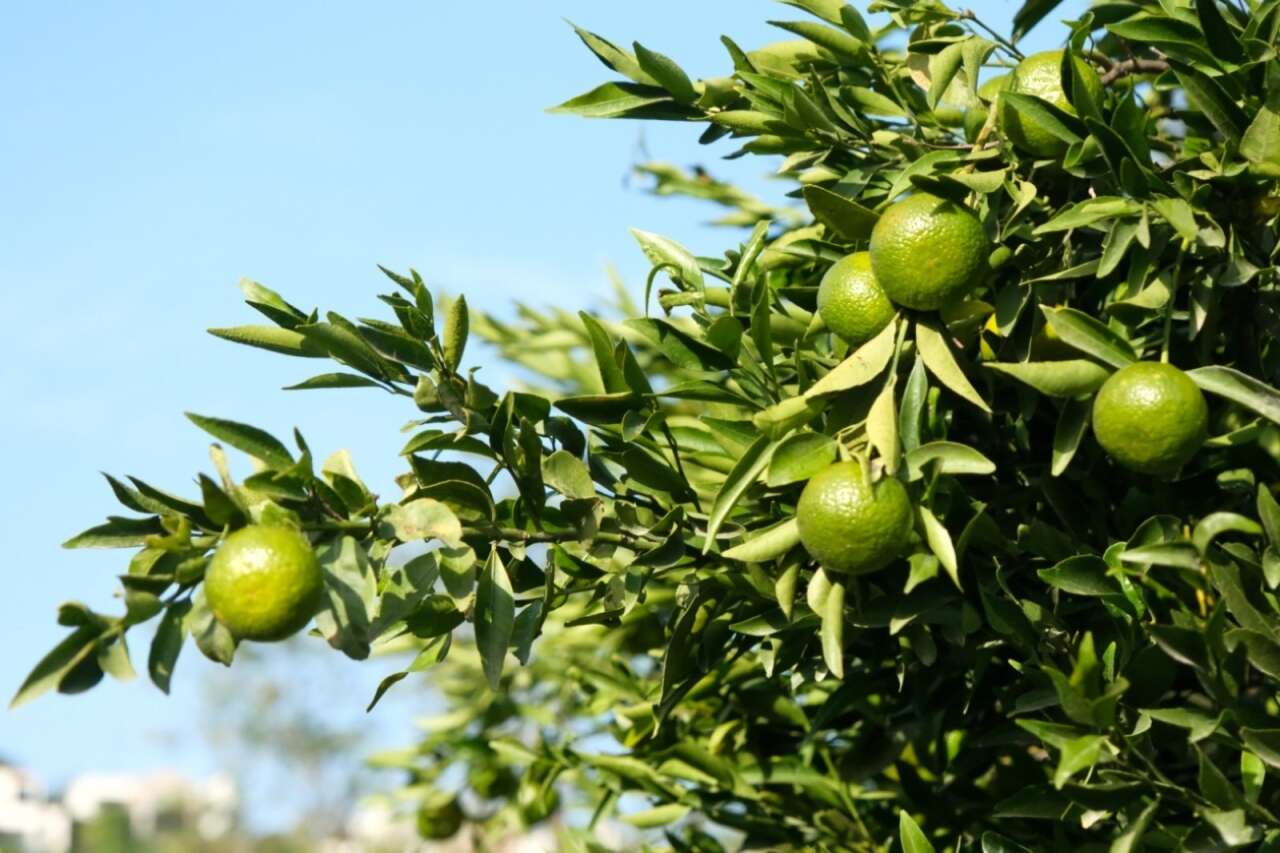 whatsapp-image-2025-10-27-at-13-50-57-3