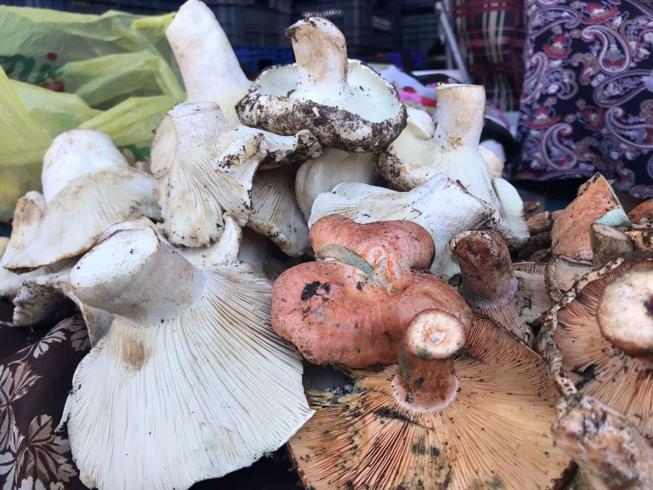 whatsapp-image-2025-10-30-at-15-09-33