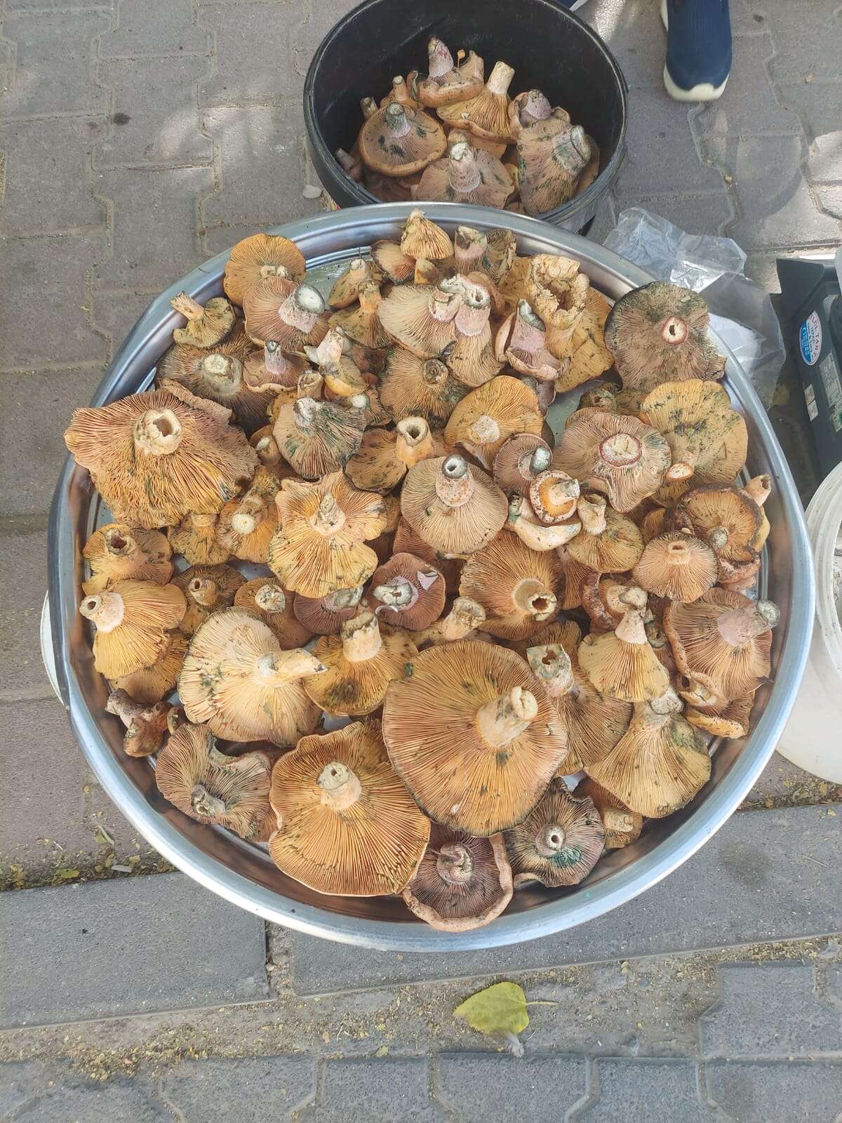 whatsapp-image-2025-11-04-at-20-49-34