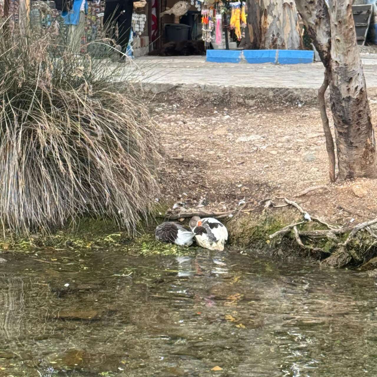 whatsapp-image-2025-11-08-at-15-46-22-1