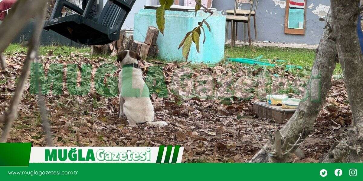 esin-2025-11-19t142611-169