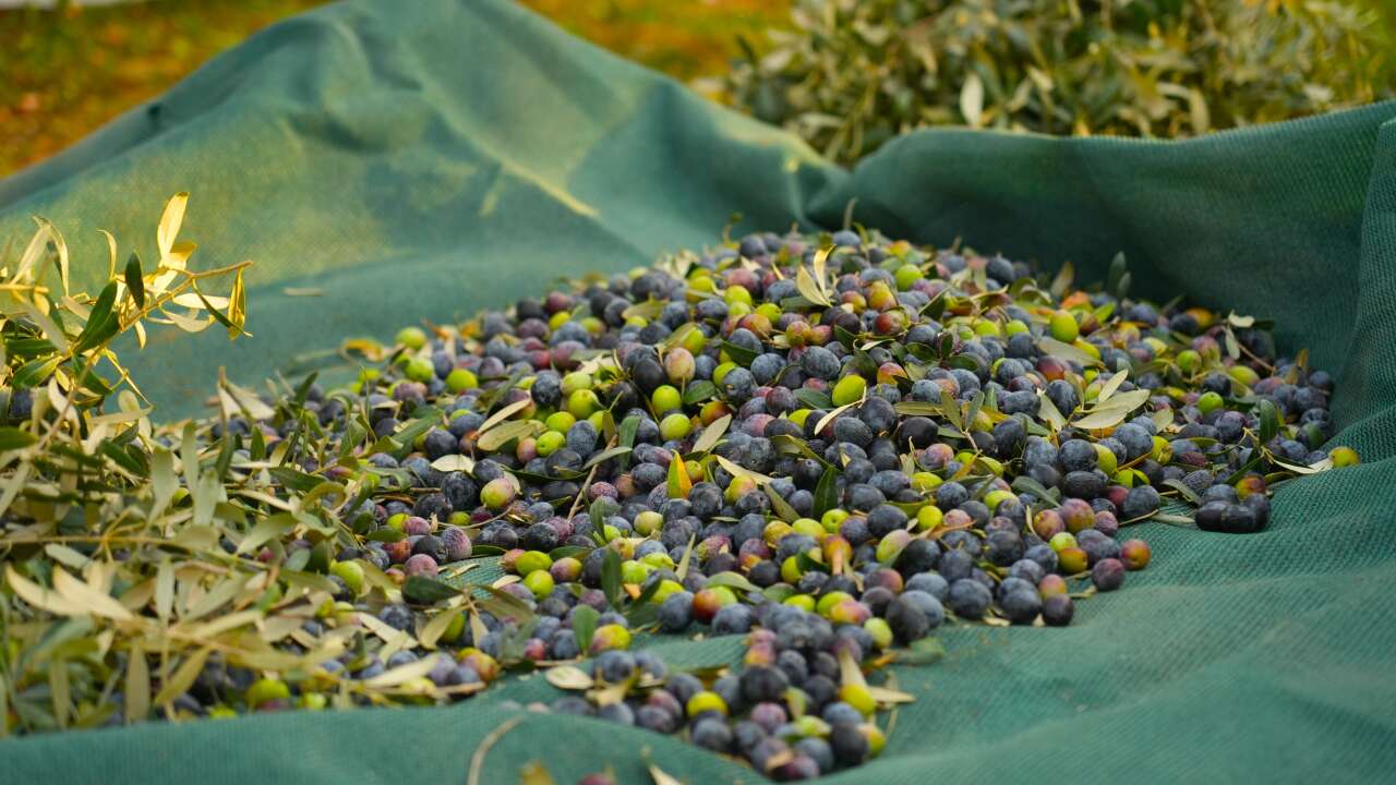 whatsapp-image-2025-11-19-at-13-00-20