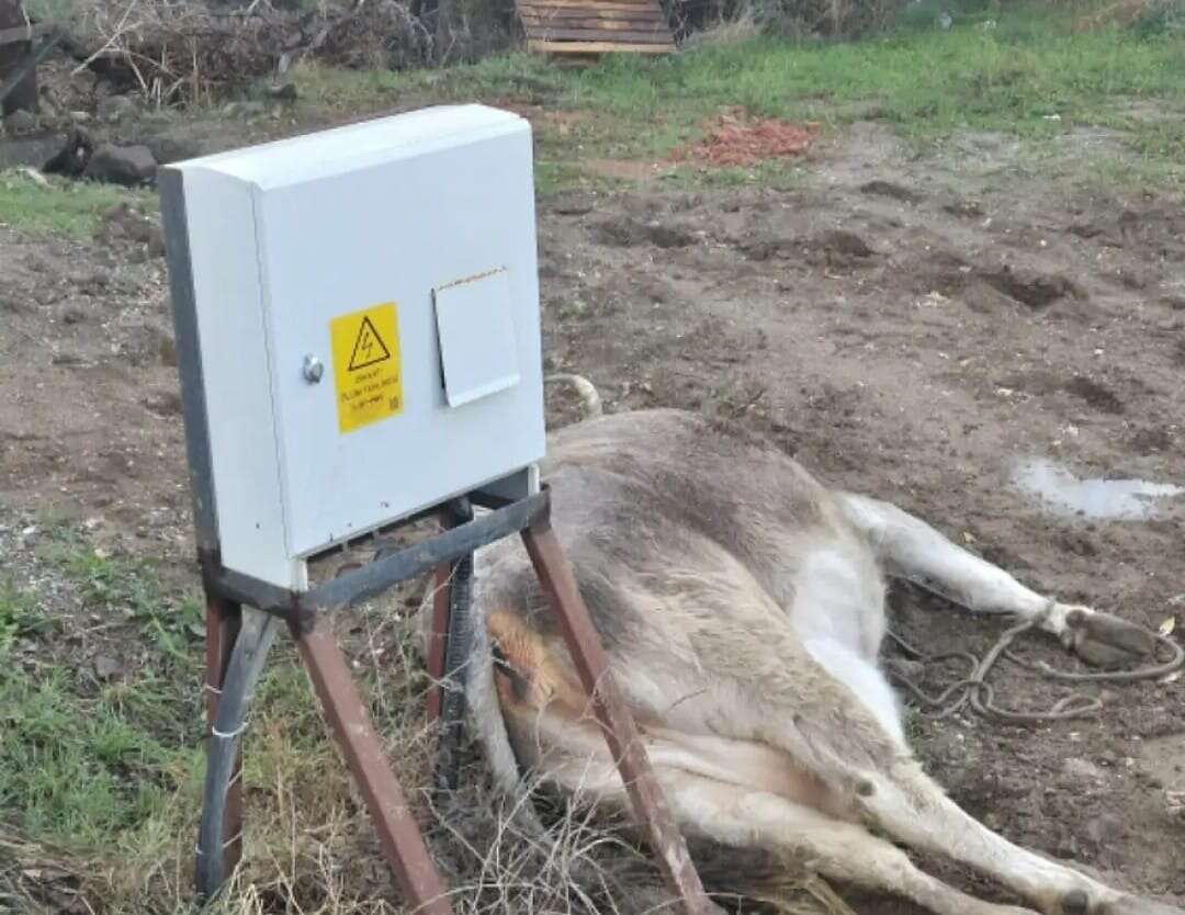 whatsapp-image-2025-11-30-at-19-57-01-1