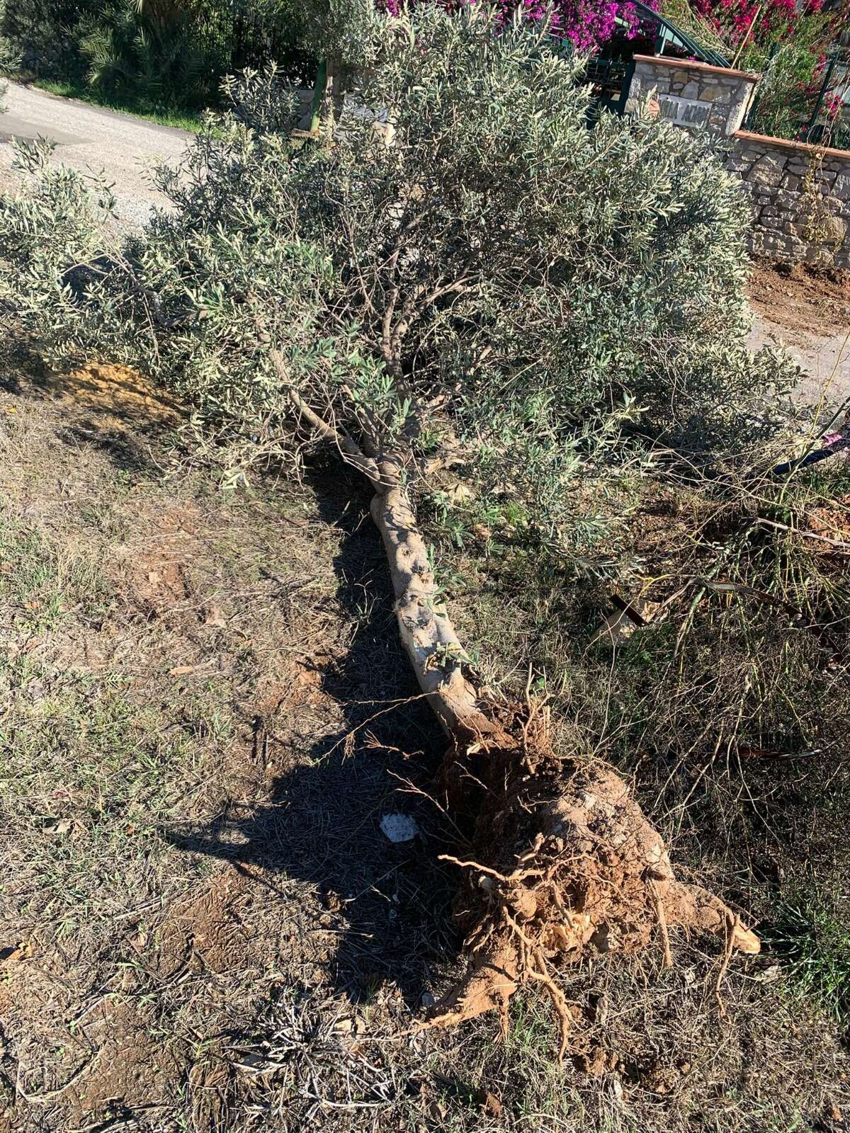 whatsapp-image-2025-12-02-at-16-44-41-1