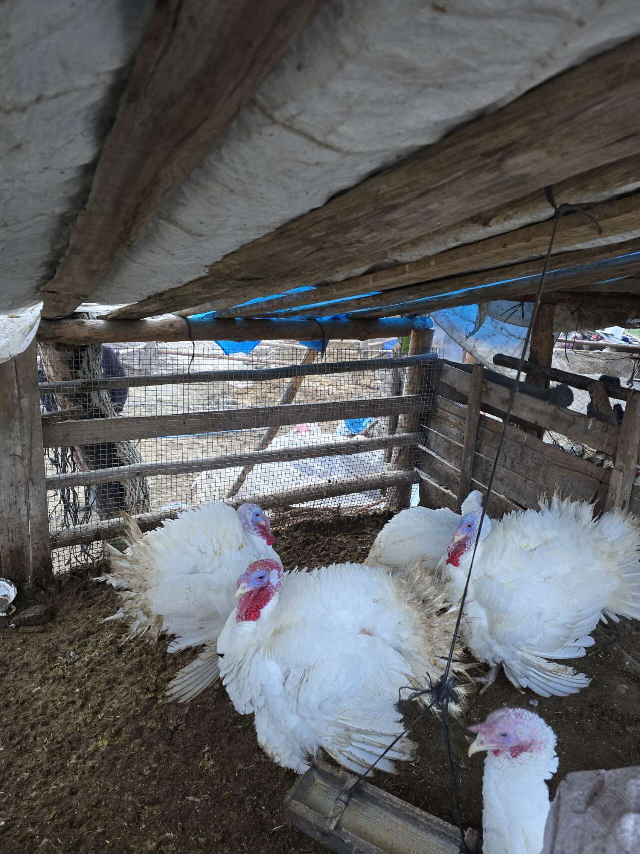 whatsapp-image-2025-12-11-at-12-09-32