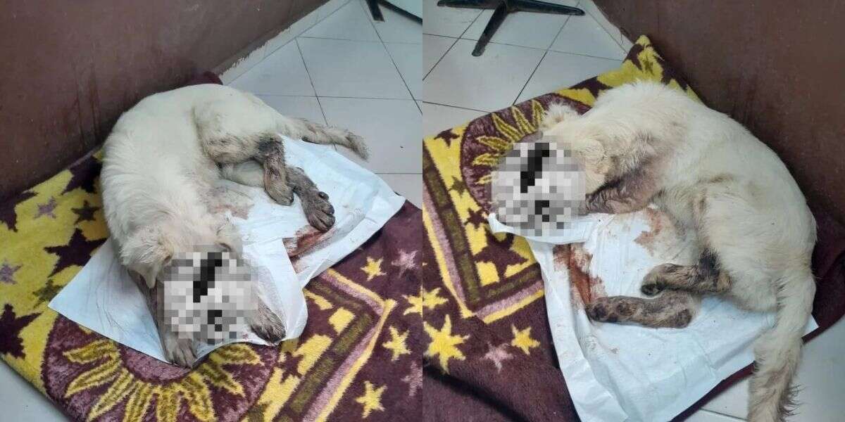 otomobil-kazasinda-yaralanan-kadin-tedaviye-ragmen-hayatini-kaybetti