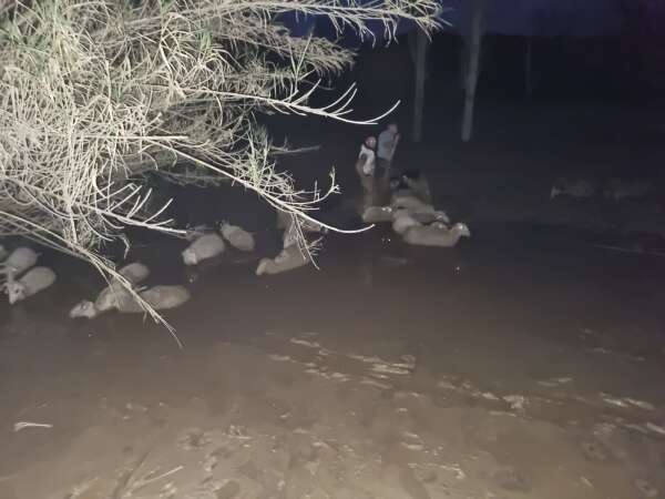 whatsapp-image-2026-02-12-at-22-28-18