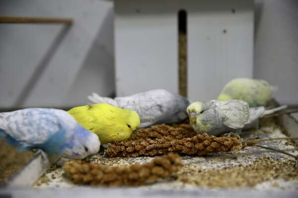 aa-20260215-40560570-40560560-hobisi-olan-muhabbet-kuslarina-evinin-ustune-koydugu-konteynerde-bakiyor