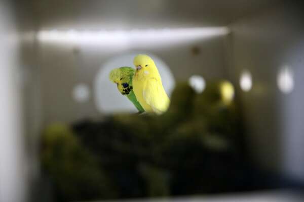 aa-20260215-40560570-40560561-hobisi-olan-muhabbet-kuslarina-evinin-ustune-koydugu-konteynerde-bakiyor